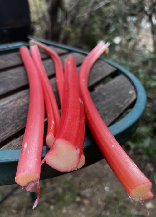 Tout savoir sur la Rhubarbe forcée anglaise