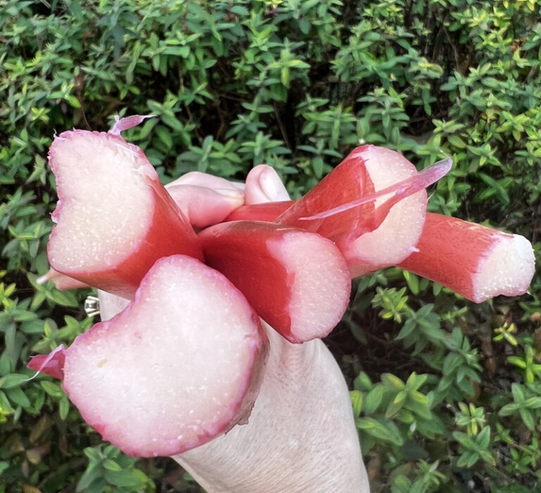 Tout savoir sur la Rhubarbe forcée anglaise