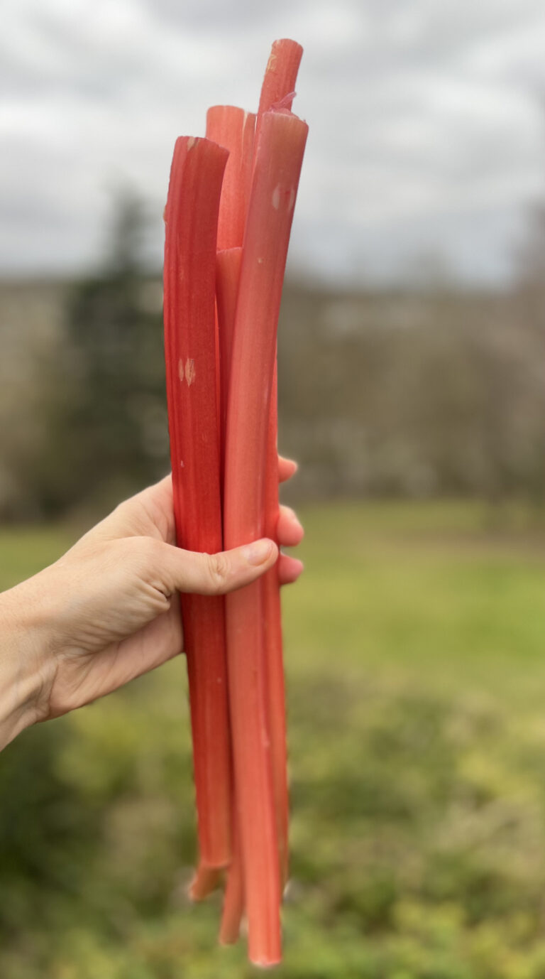 Tout savoir sur la Rhubarbe forcée anglaise