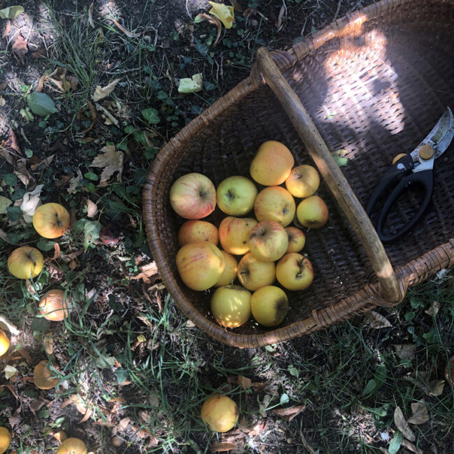 Scrumpy, le cidre rustique à l'anglaise