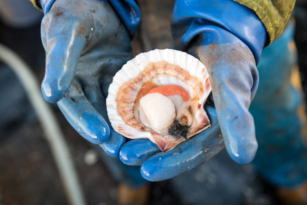 Coquilles Saint-Jacques écossaises