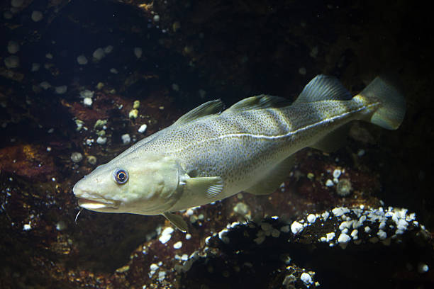 haddock écossais