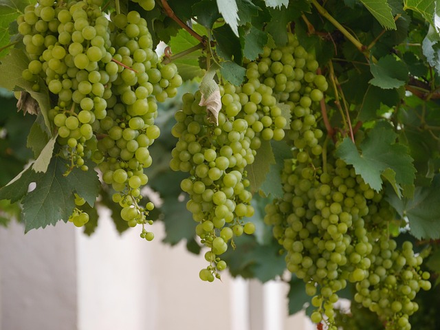 Le rôle oublié du vin dans l’Angleterre médiévale